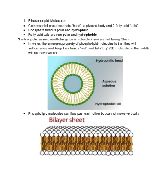 1.3 Membrane Structure