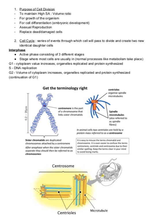 1.6 Cell Division