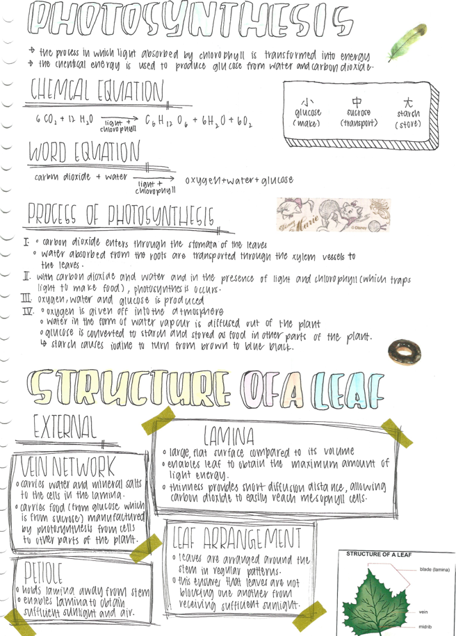 Transport in Plants (Lower Sec)