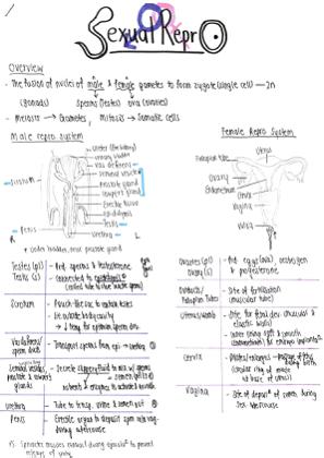 Sexual Reproduction in Humans