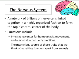 Nervous system Notes