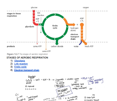 RGS Biology Sec 3 notes Unit 3